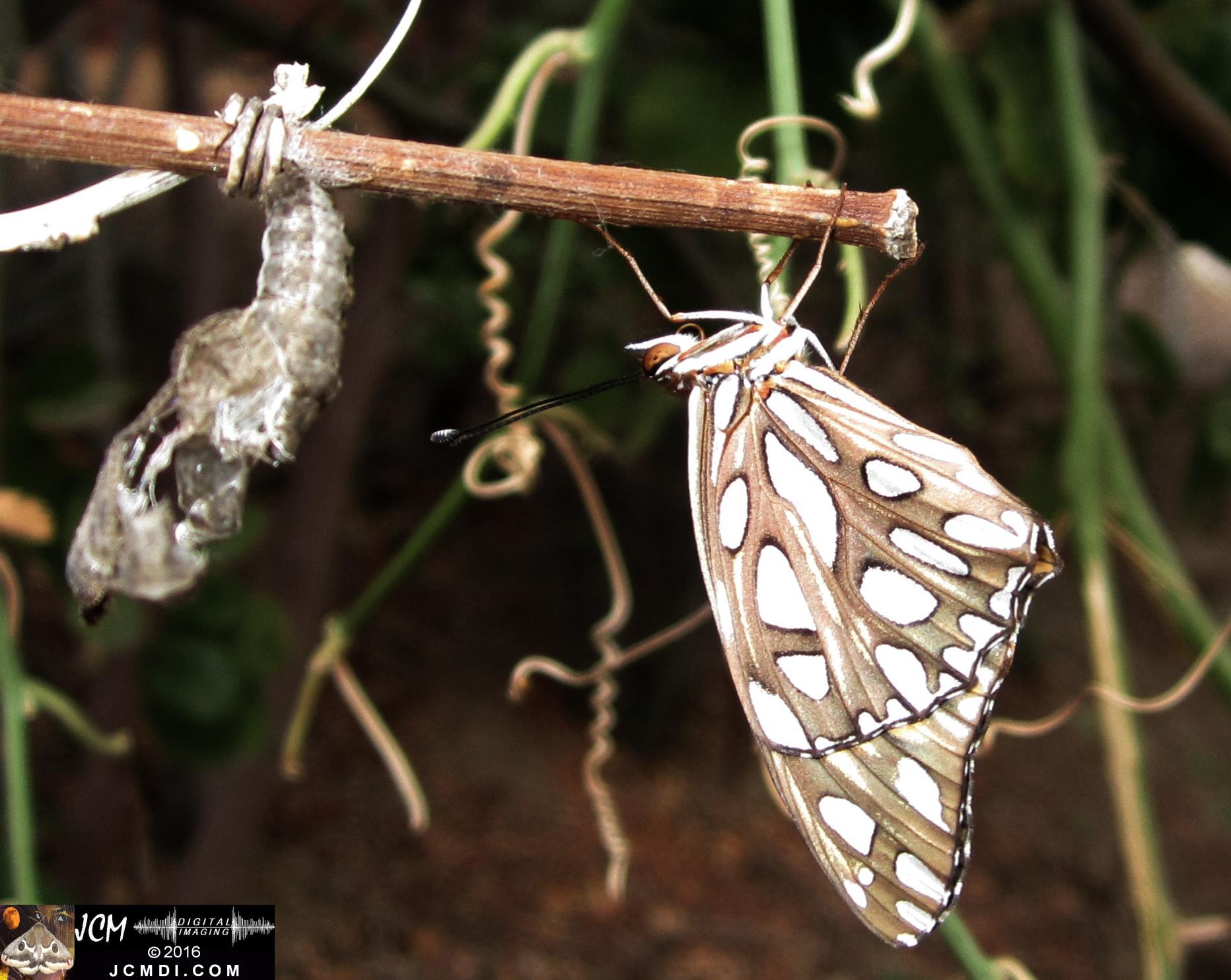 20160922 IMG_0851 Gulf Fritillary Butterfly emerged in daylight2.jpg